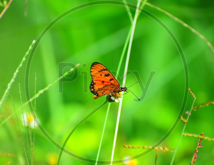 Beautiful butterfly on a green leaf with background blur