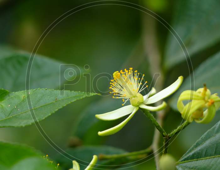 Image of Flowers Of One Variety Of Grewia Tiliifolia Tree In The ...