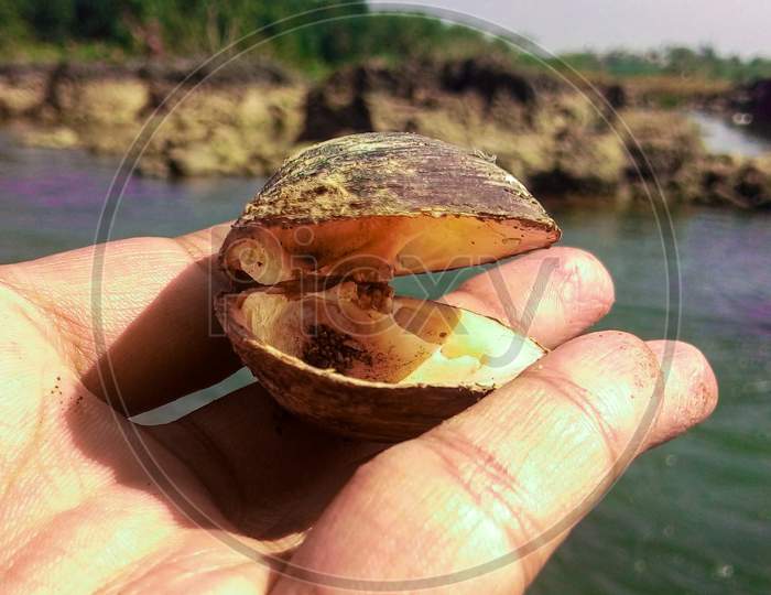 Oyster in river water