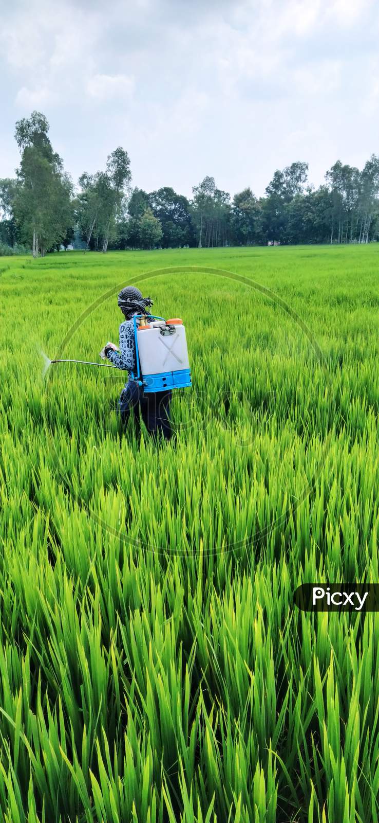 farmer spraying medicine in rice field