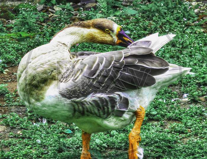 Duck cleaning its body in the park
