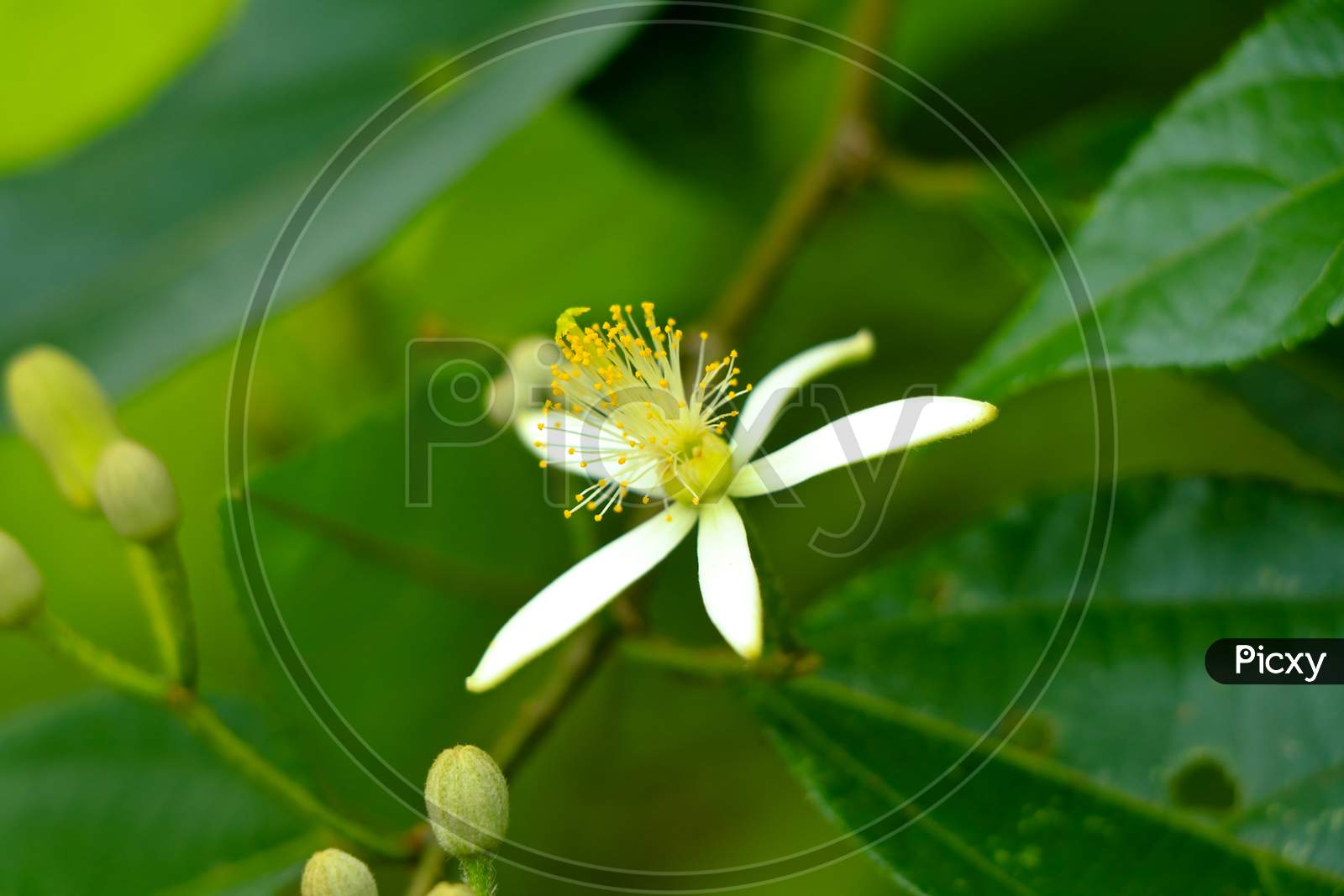 White Color Flowers Of Grewia Laevigata  Tree In The Malvaceae Family