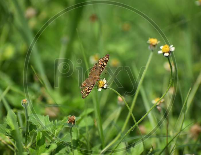 Butterfly on a green leaf with background blur