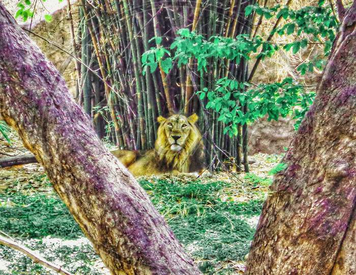 King Lion sitting in the forest