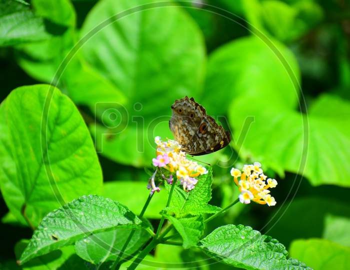 Beautiful butterfly on a green leaf with background blur