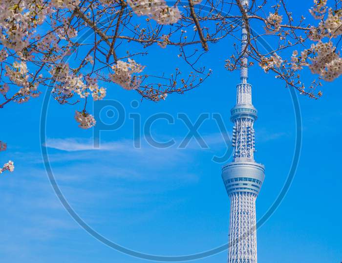 Cherry Blossoms And Tokyo Sky Tree
