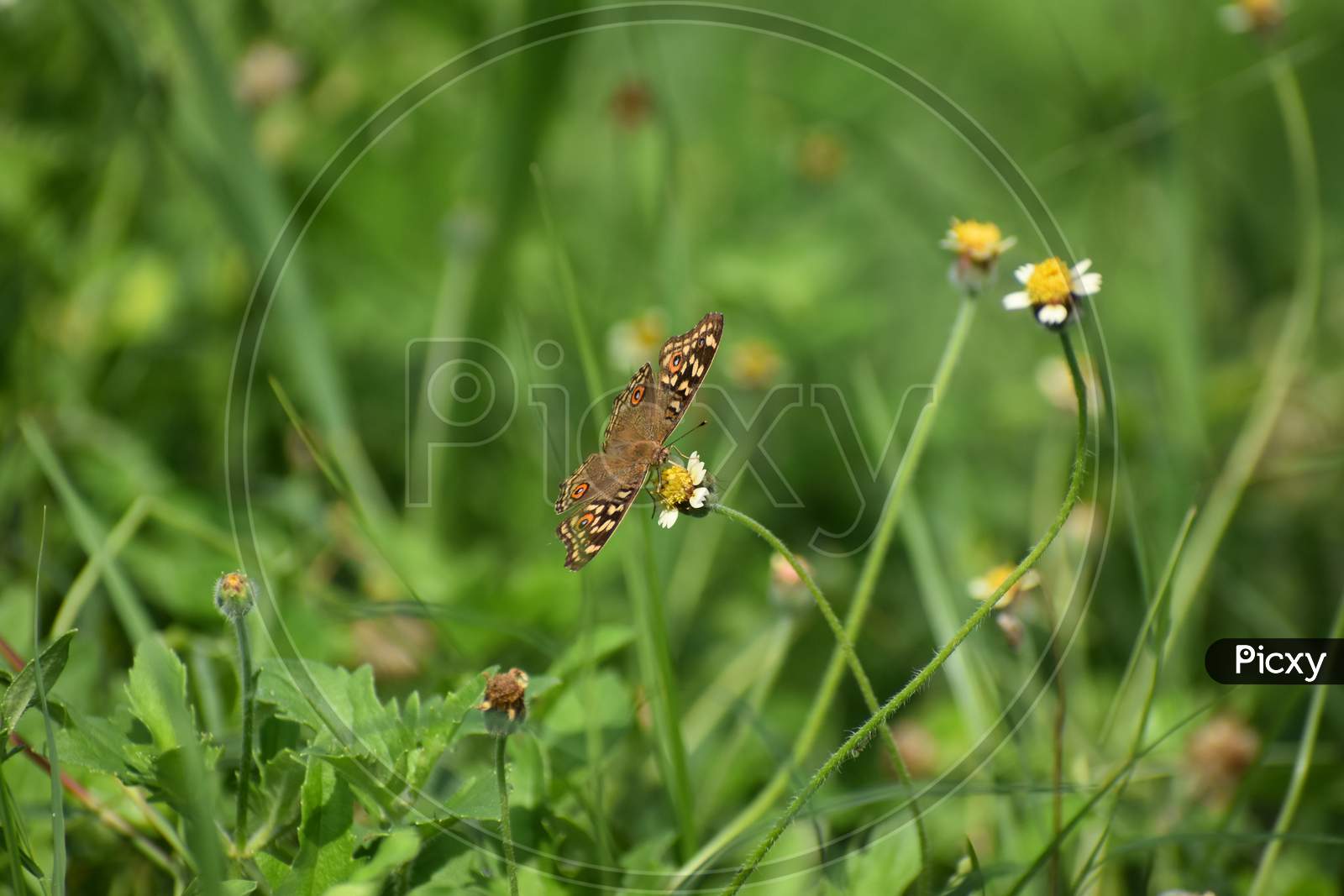 Butterfly on a green leaf with background blur