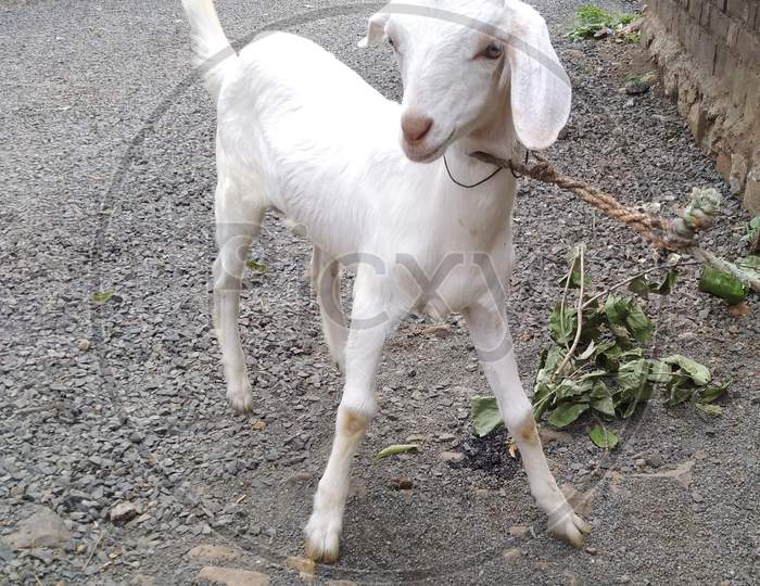 Goat