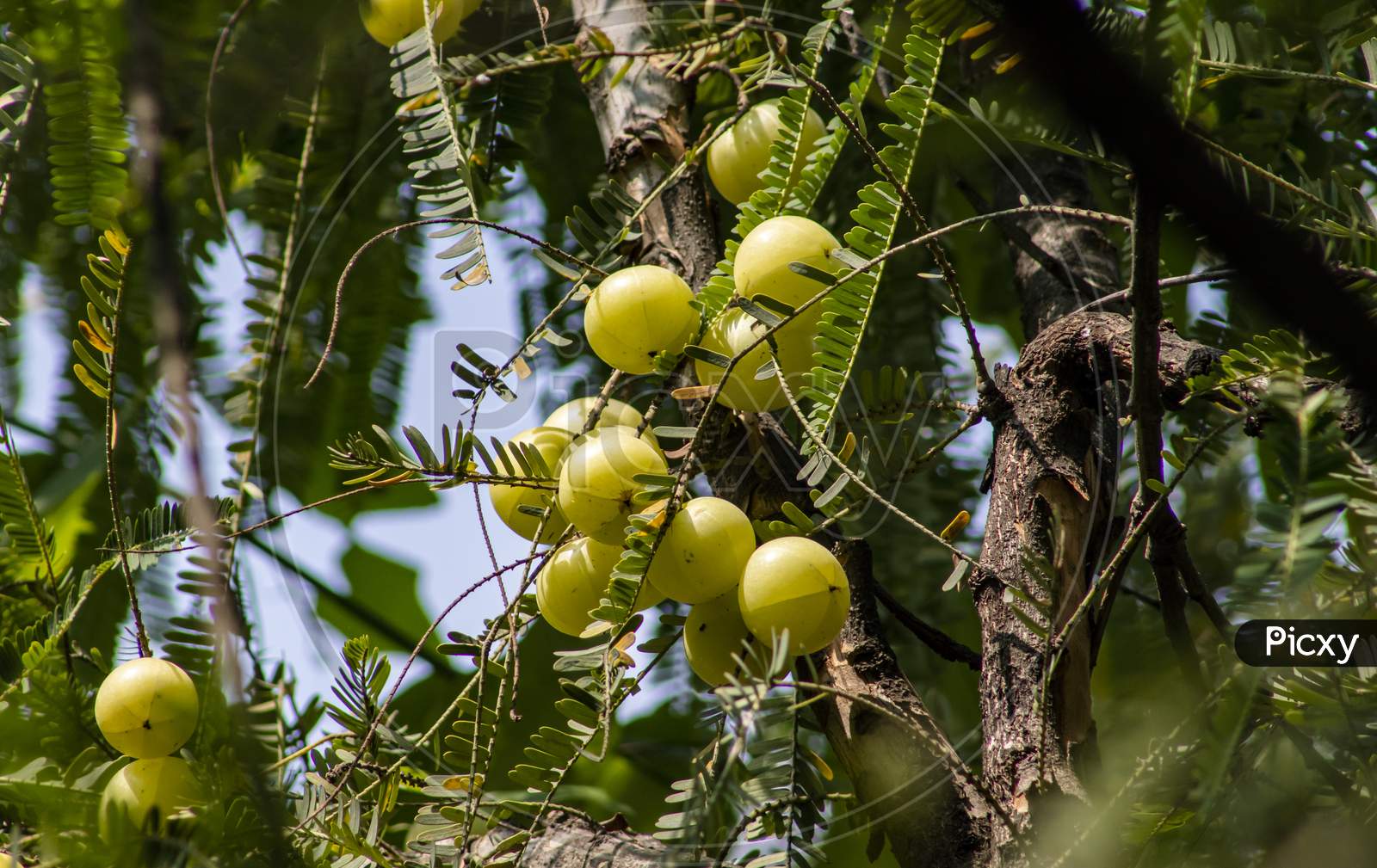 Bunch Of Fresh Goose Berry (Phyllanthus Emblica) On Goose Berry/Amla Tree