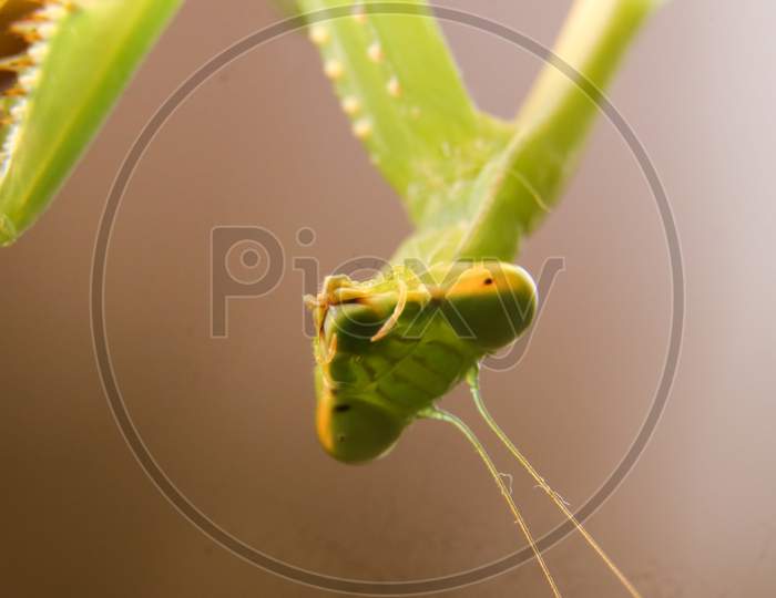 head of a green, giant, african bush praying mantis
