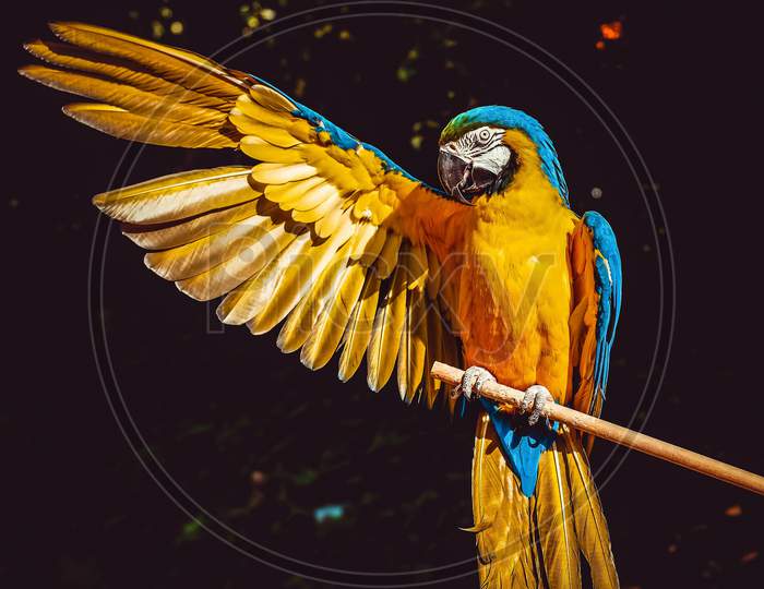Parot colorful bird