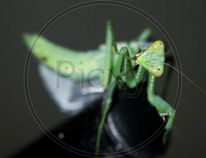giant, green, african bush praying mantis