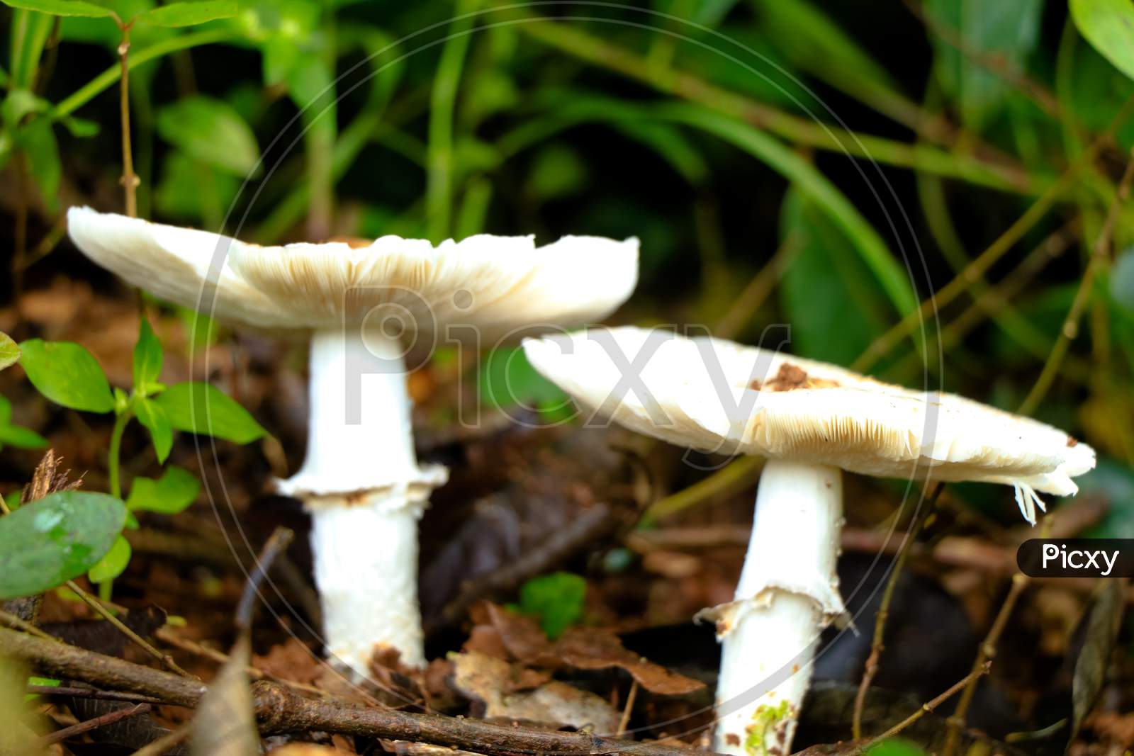 Image of Uncultivated Edible Mushroom Called Vellaram Koor Or Kerala
