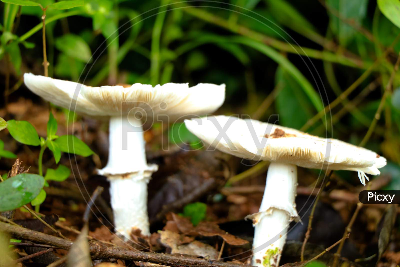 Uncultivated Edible Mushroom Called Vellaram Koor Or Kerala Mushroom
