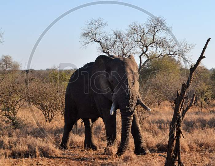 Elephant at Kruger