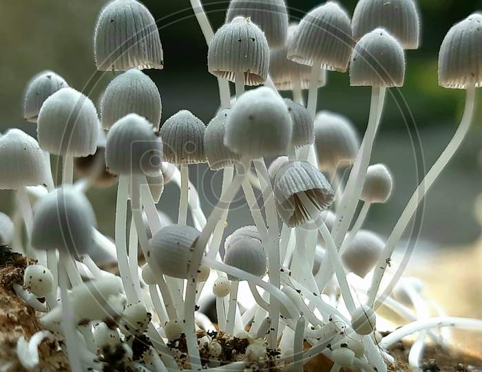 Dwarf mushroom