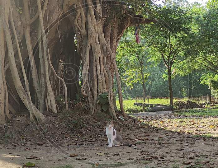A Cute Cat Sitting idly beneath Banyan Tree! (selective focus & blurred background)