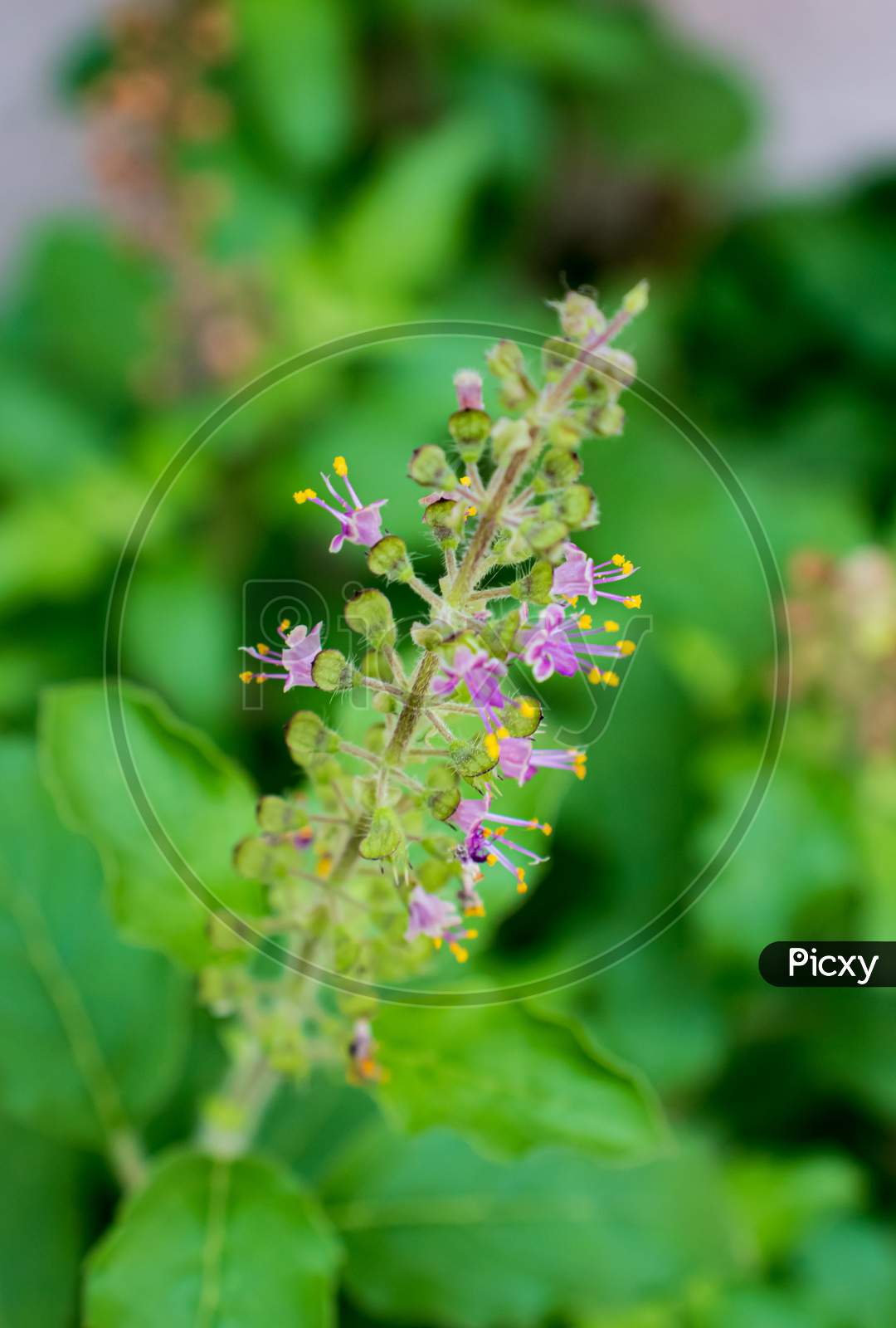 Basil Plant Flower Showing Mature Flowers With Pollen Grains.