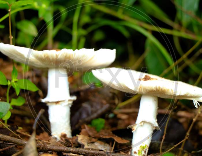 Uncultivated Edible Mushroom Called Vellaram Koor Or Kerala Mushroom