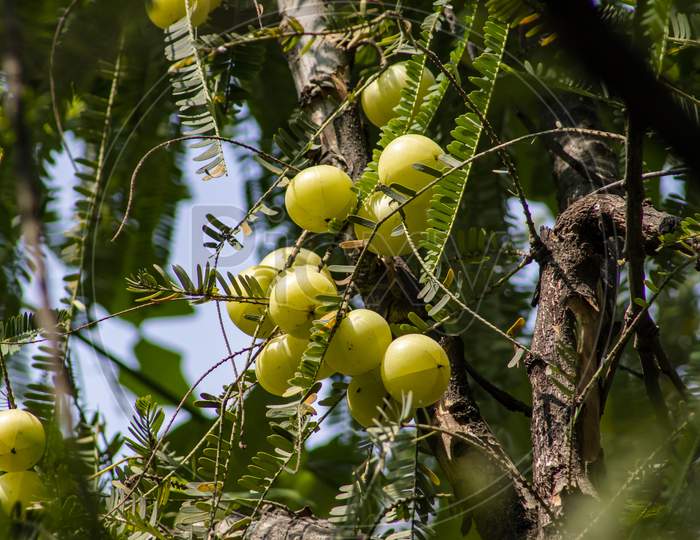 Bunch Of Fresh Goose Berry (Phyllanthus Emblica) On Goose Berry/Amla Tree