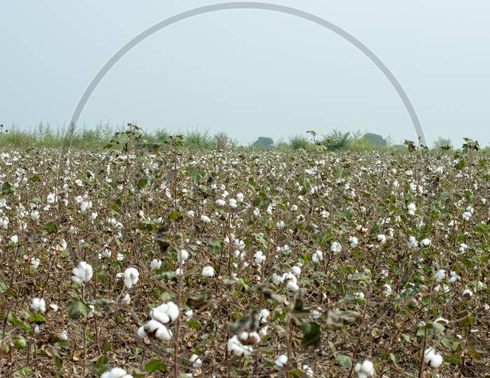 Cotton Yield composition Shot in a Cotton Field