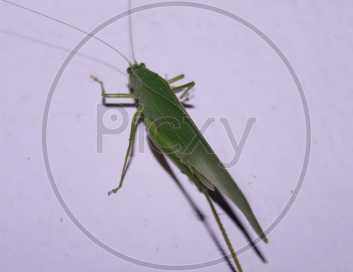 Phaneroptera Falcata, Sitting On The Wall With Pink Background.