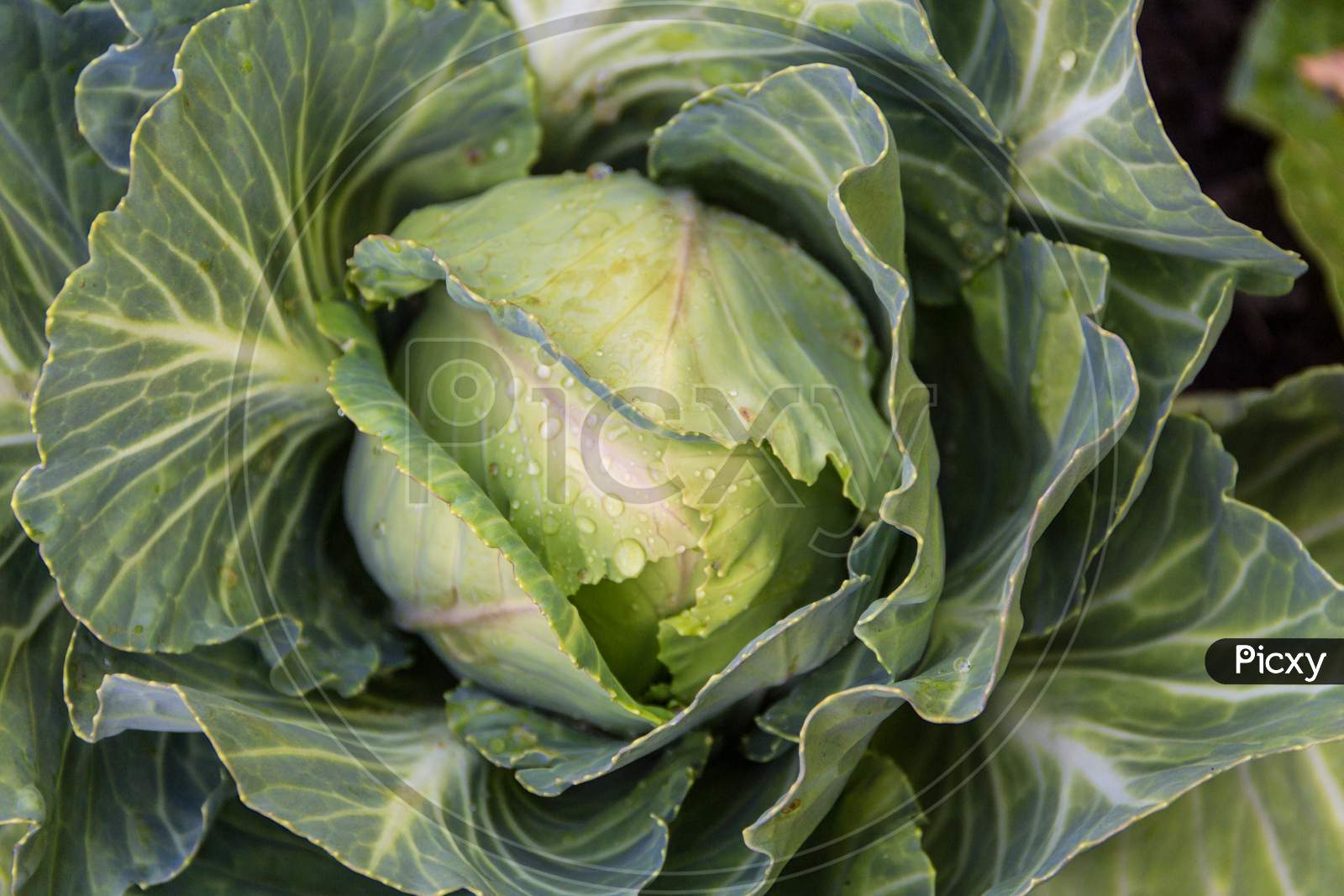 Close Up Cabbage In The Organic Garden