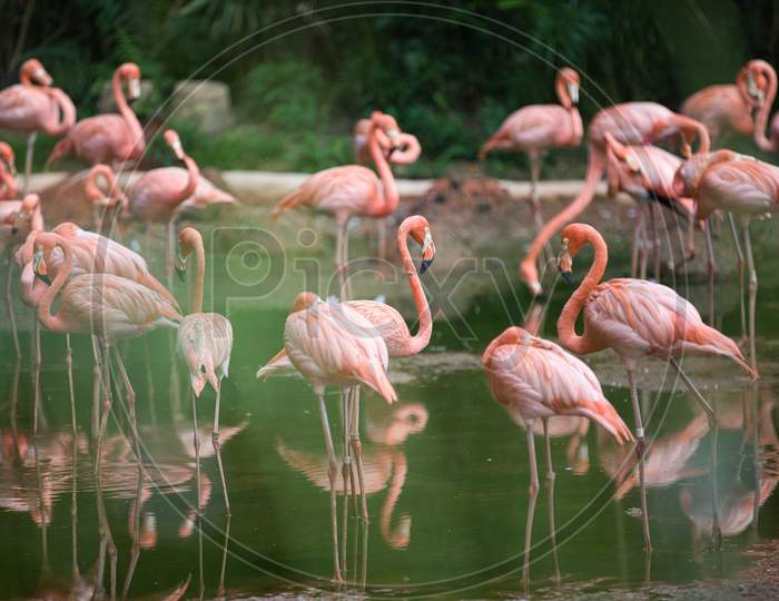 Flamingo birds water