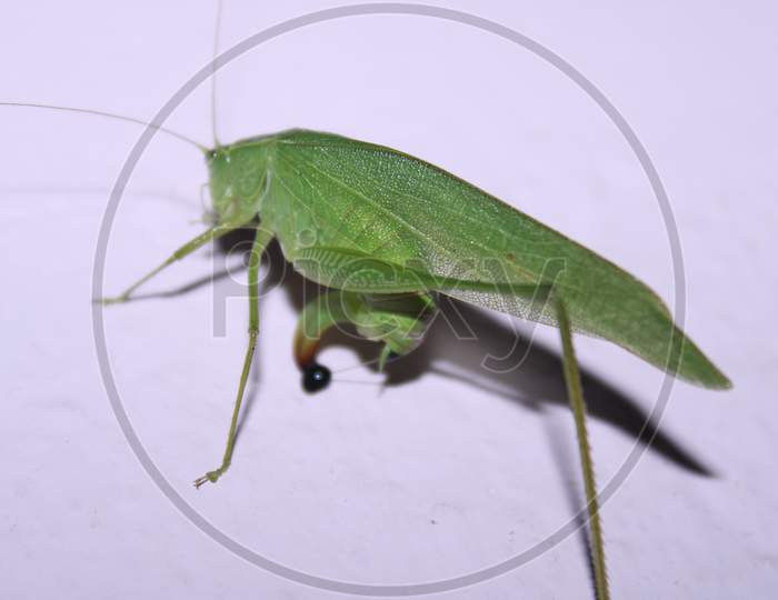 A Species Of Bush-Cricket Belonging To The Family Tettigoniidae Subfamily Phaneropterinae.