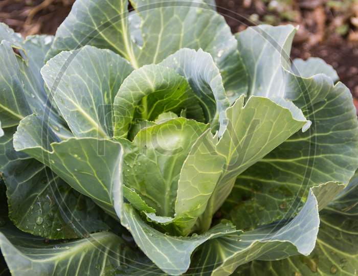 Close Up Cabbage In The Organic Garden
