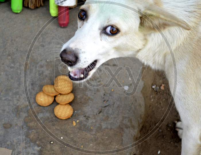 Dog Eating Biscuit.jpg