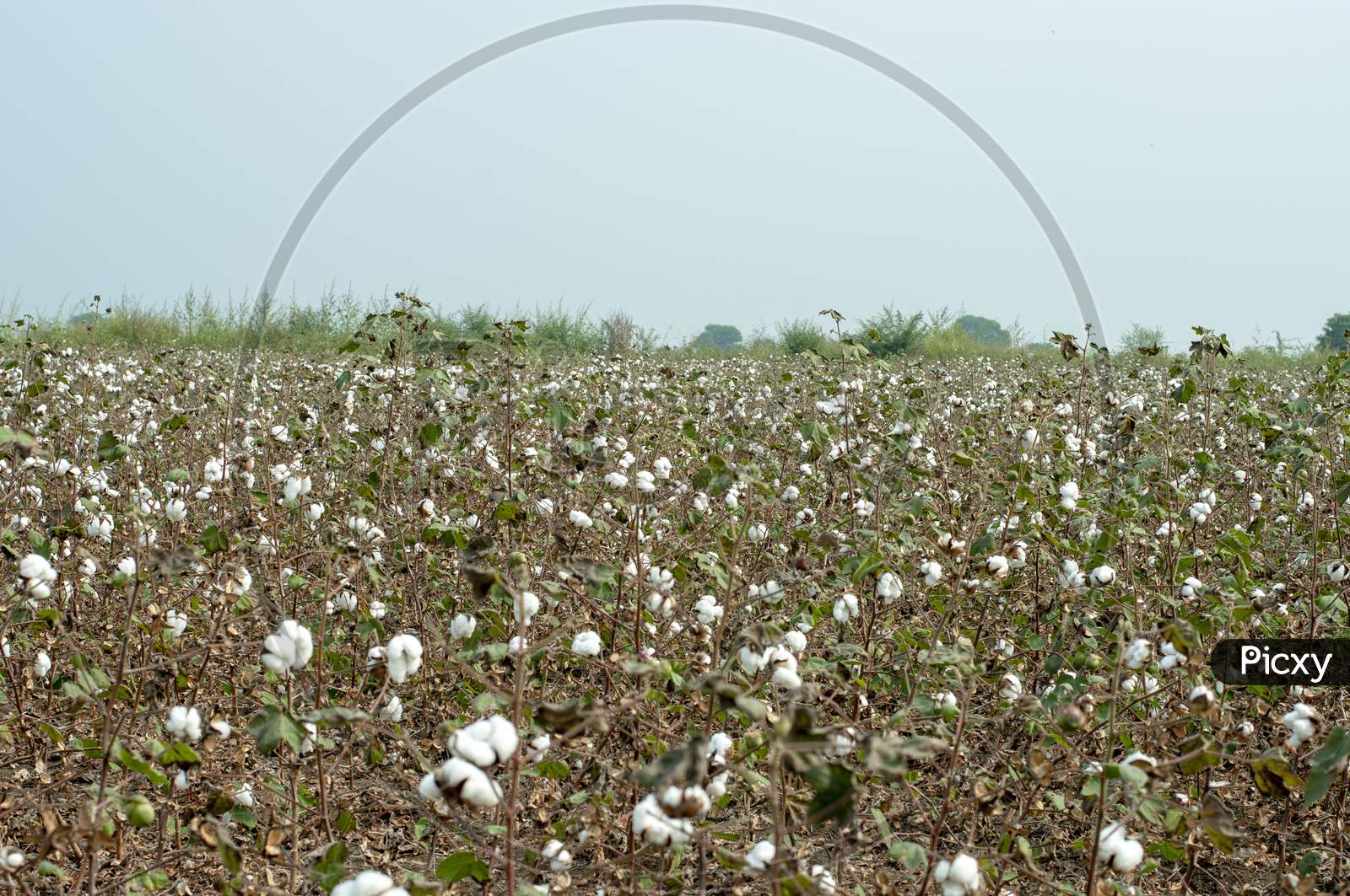 Cotton Yield composition Shot in a Cotton Field