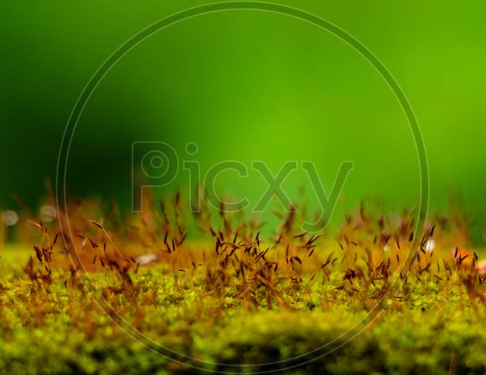 Close Up Shot Of Moss Sporangia On A Wall Surface Against Green Background