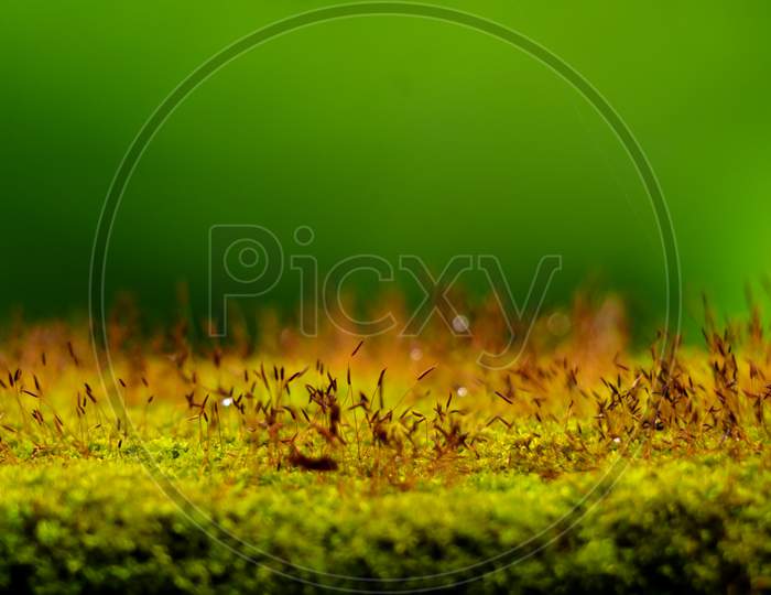 Close Up Shot Of Moss Sporangia On A Wall Surface Against Green Background
