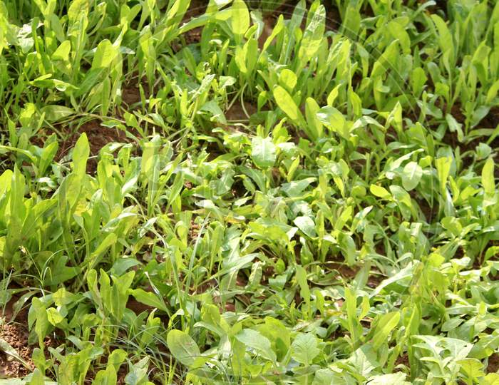 spinach(Palak) Image