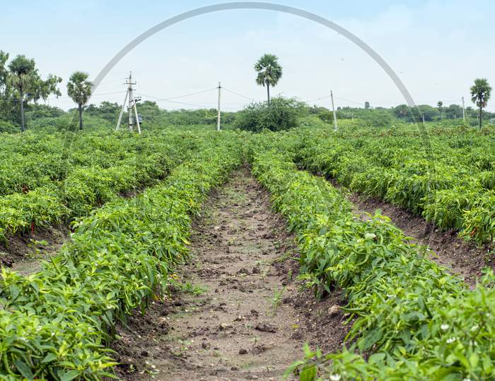Green Pepper Of Improved India