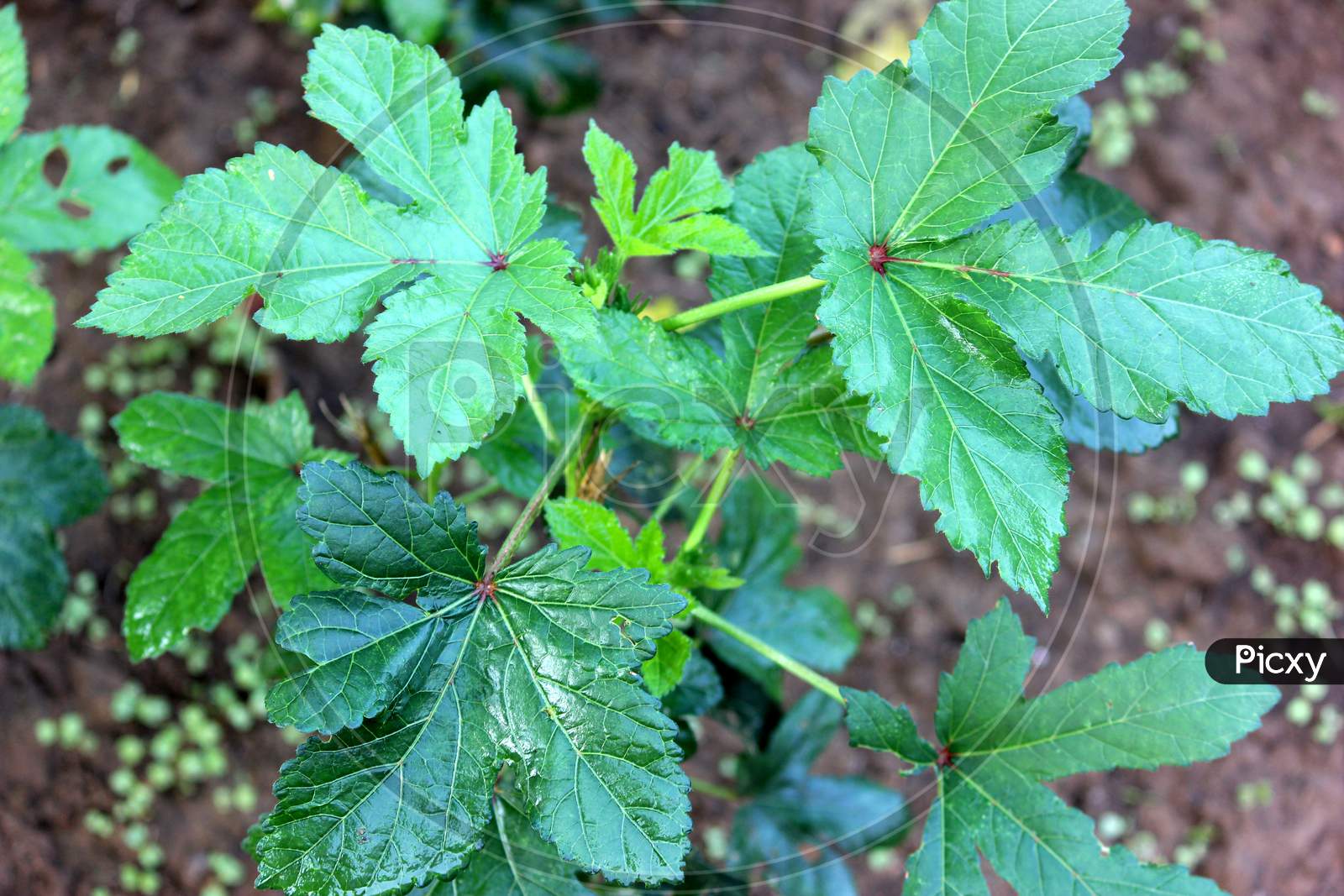 Image of okra ( Bhindi) Plant.jpg-NJ143173-Picxy