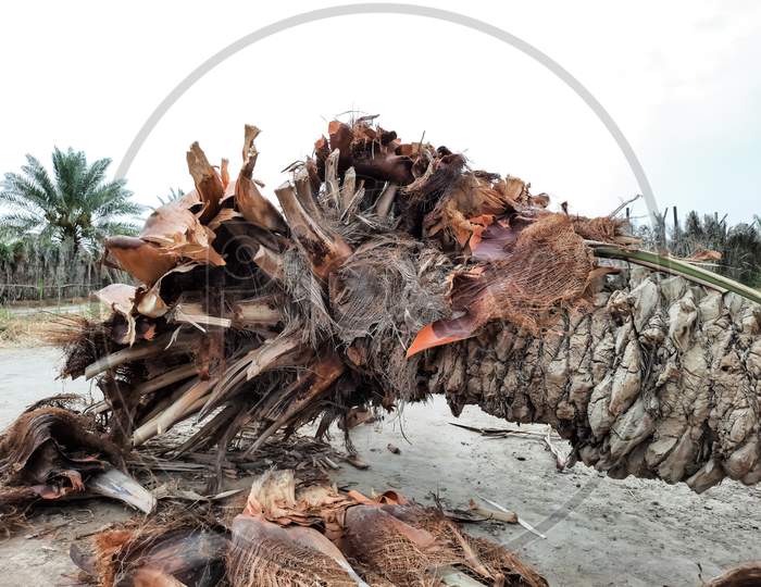 fallen palm tree root beautiful background.