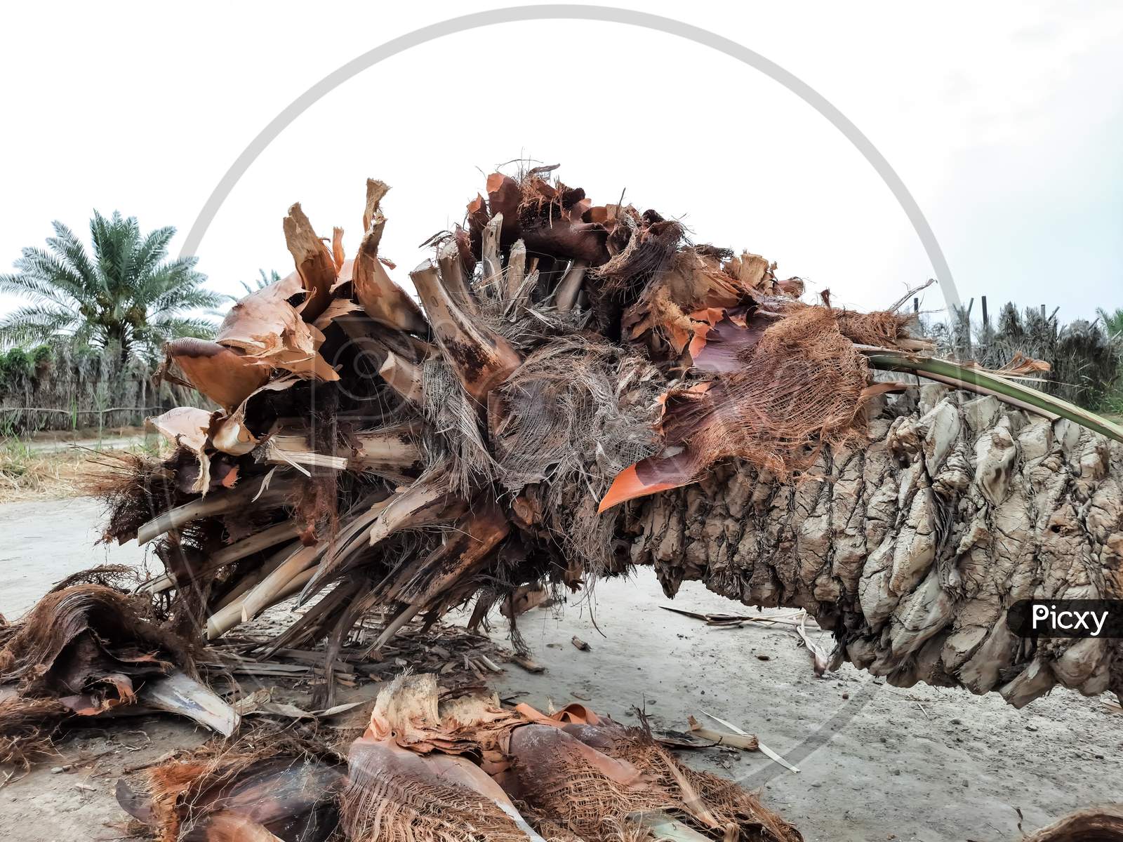 fallen palm tree root beautiful background.
