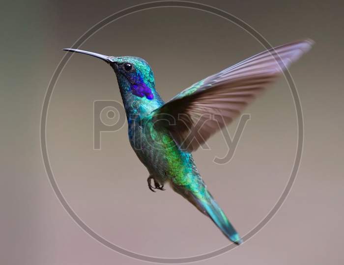 Hummingbird Bird flight