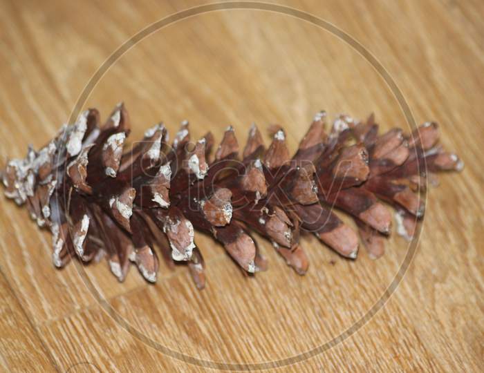 Close-Up Of Pine Cone On Wooden Floor Background