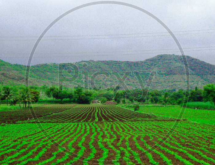 Green agricultural Field and mountain & crops in lines