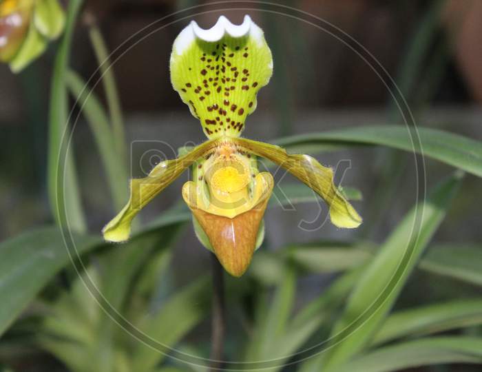 Orchid in Assam,shot on DSLR