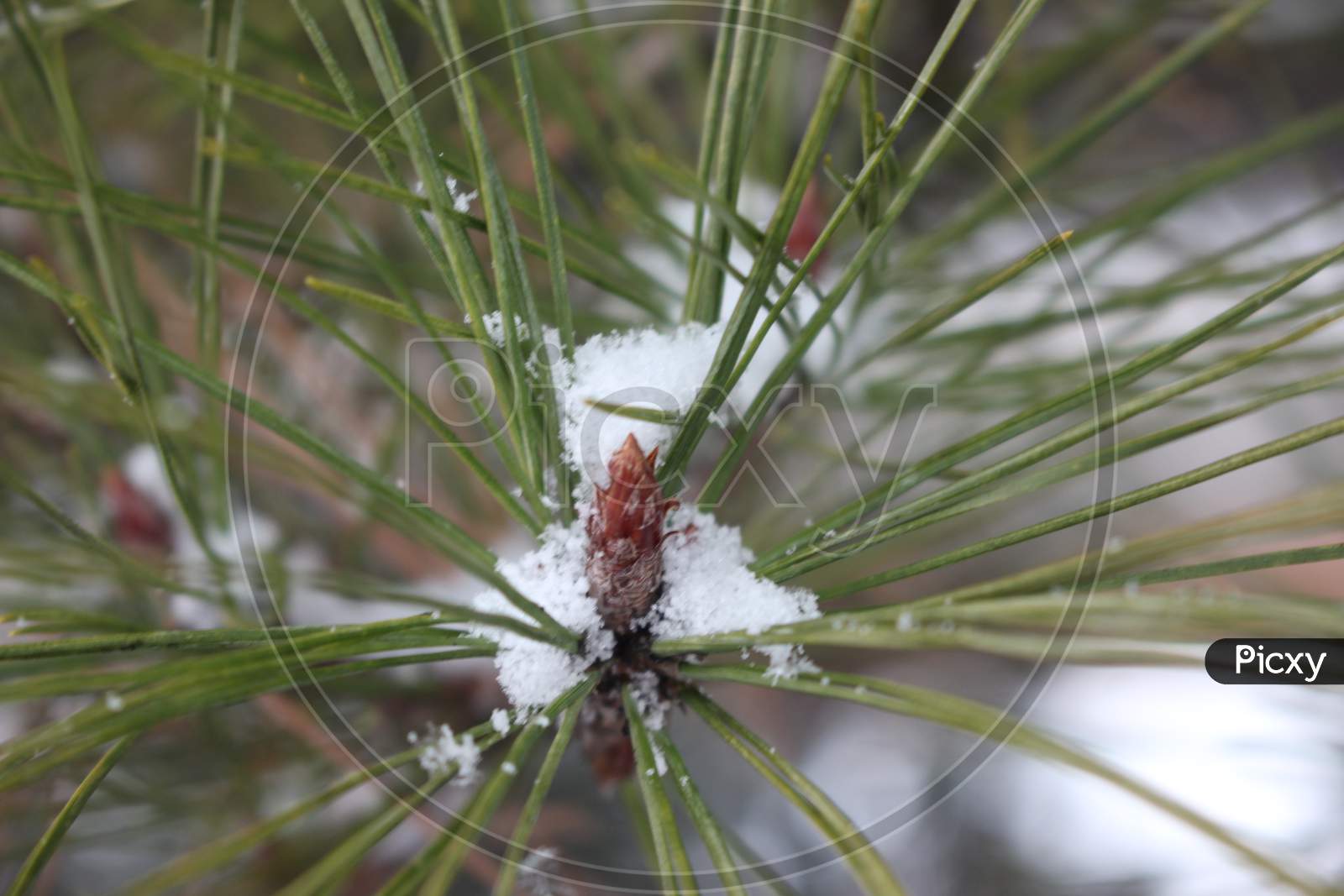 Snow On Leaves Of Plant During Snowfall Winter Season
