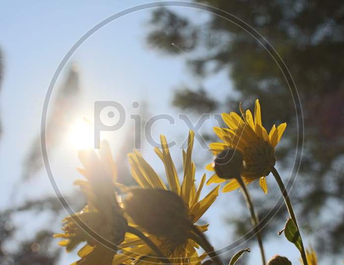 Sunlight on flower