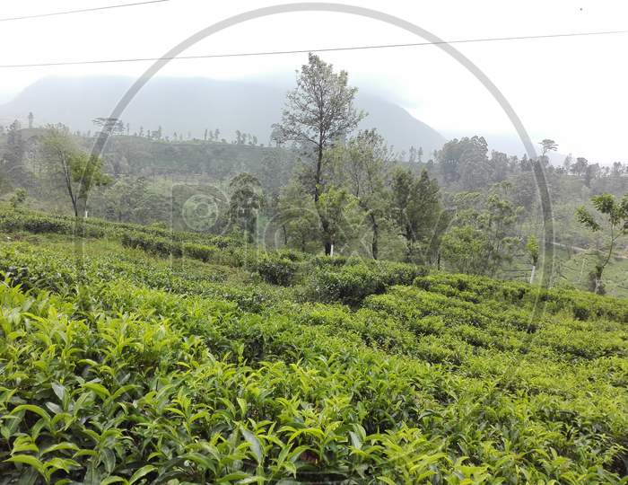 Growing Tea Leaves Stock Photo