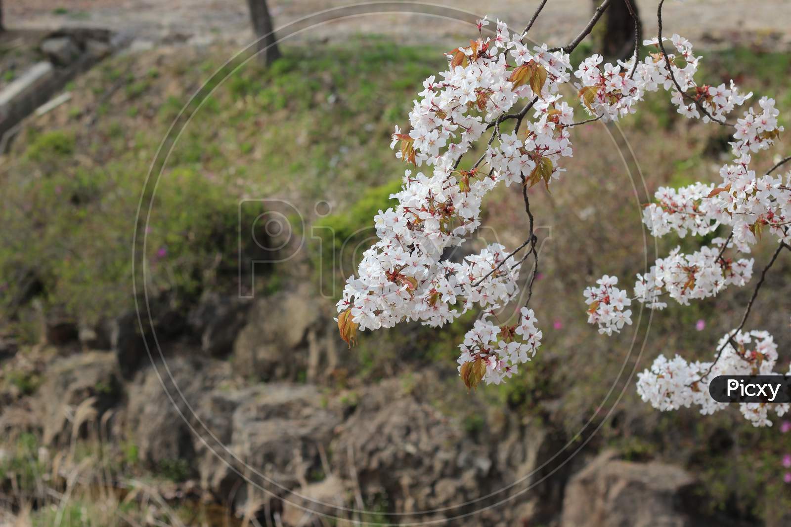 Blossoming White Cherry Flowers With Green Leaves