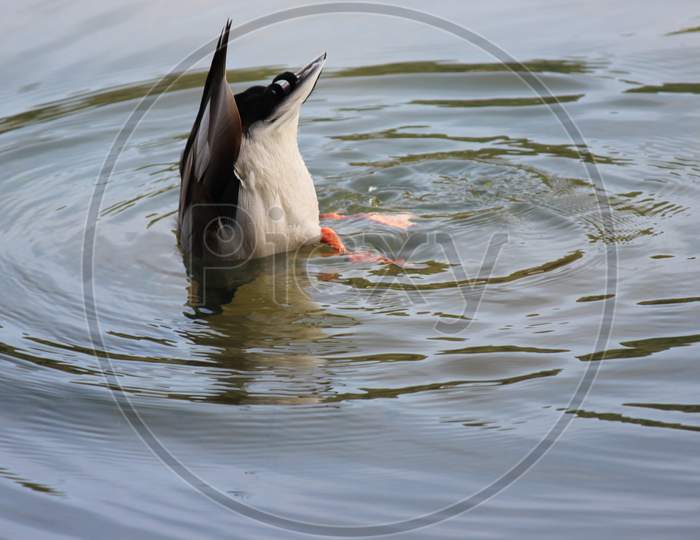 Graceful Mallard Duck Swimming Upside Down In Deep Water With Ripples