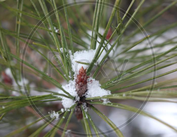 Snow On Leaves Of Plant During Snowfall Winter Season