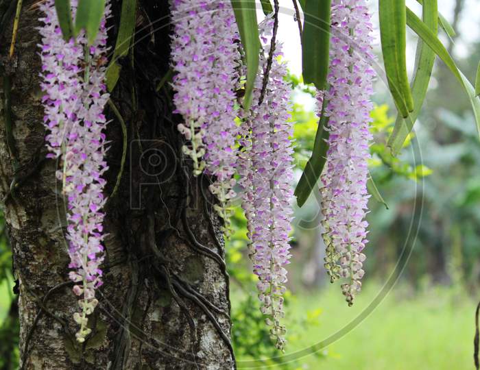 Orchid of Assam